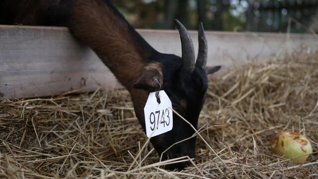 Goat from a farm wearing an ear tag with the identification number associated with the animal.