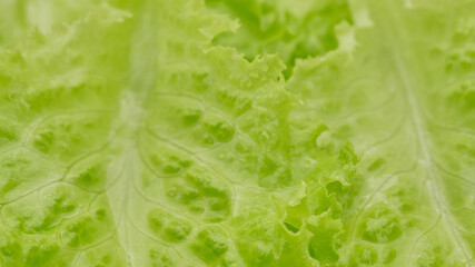 lettuce leaves close up, isolated