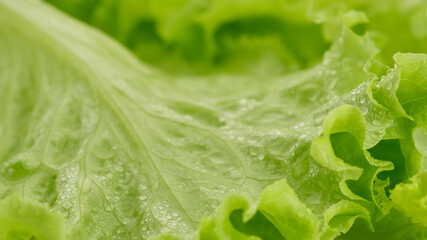 lettuce leaves close up, isolated