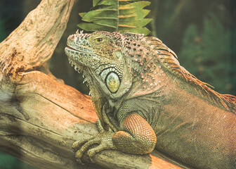 iguana on a tree