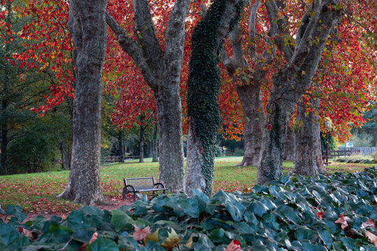 parque de la ciudad de roanne y arboles de oto&ntilde;al
