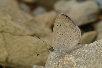 African Grass Blue (Zizeeria knysna)