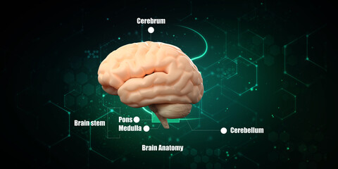 Fototapeta premium 3d illustration Human health brain 