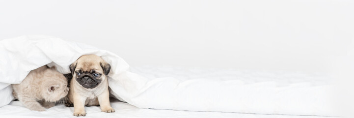 A small pug puppy and a kitten look out from under a white blanket. Stretched panoramic image for banner