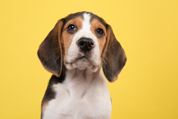 Portrait of a cute beagle puppy looking at the camera on a yellow background