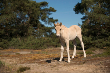 Obraz na płótnie Canvas Cute young foal of a Fjord horse on a sunny day