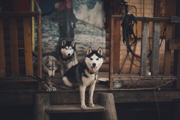 husky dogs near the house © vov8000
