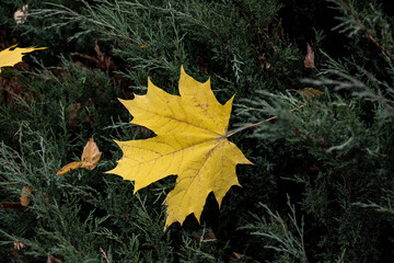 yellow leaves in the park on the ground and on benches