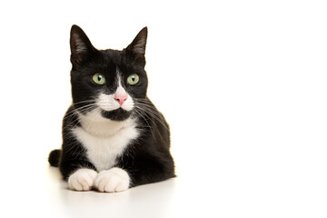 Pretty black and white cat lying down looking away isolated on a white background