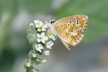 Southern Brown Argus (Aricia cramera)