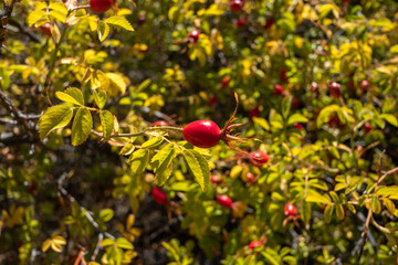 rosehip plant in summer