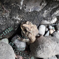frog on the rocks