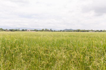 Rice field