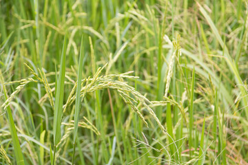 close up of green rice field