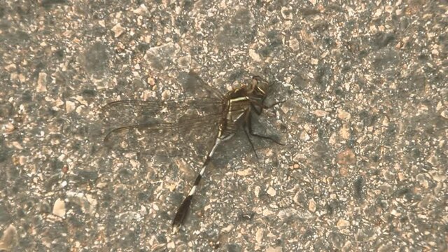 Hit by a car tropical dragonfly on the road, Northern Thailand
