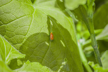 insect on the leaf, micro insect on the leaf, insect, leaf, orange colour insect, garden insect, images of insects' 
