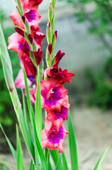 gladioli in bloom close up