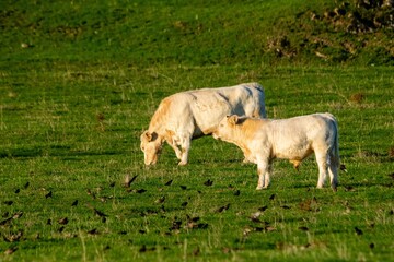 Obraz na płótnie Canvas groupe of charolais cows in pasture