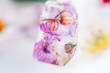 Ice cubes with flowers inside on white background. Springtime symbolism.