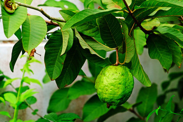 Local Thai organic guava on tree in the garden.