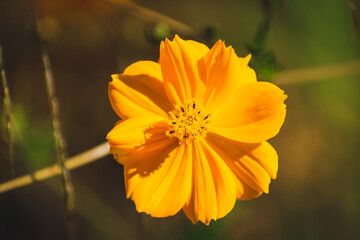 キバナコスモス