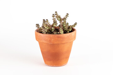 Succulent. Plant Haworthia limifolia or Crocodile Skin. Cactus on brown ceramic pot.