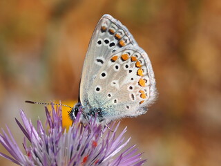 Common Blue (Polyommatus icarus)