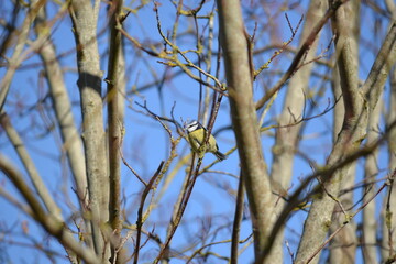 Blue tit in branches against blue sky