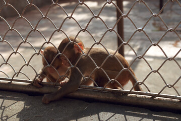 Monkeys
