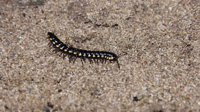 Black-yellow Millipede possibly Orthomorpha sp. Sri Lanka
