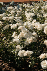 Natural texture. Landscaping. Rosa Iceberg flower bed in the garden. Beautiful roses of white petals spring blooming in the park.