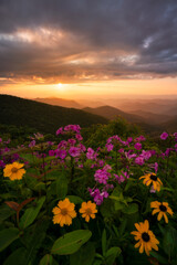 Mountain Flower Sunset