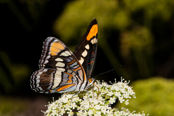 Arizona Sister (Adelpha eulalia) Butterfly