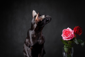 Black oriental cat sitting with pink rose against black backgound like a lover