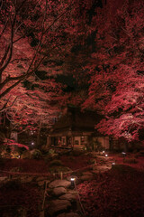 滋賀県 教林坊 紅葉 ライトアップ