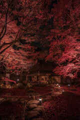 滋賀県 教林坊 紅葉 ライトアップ