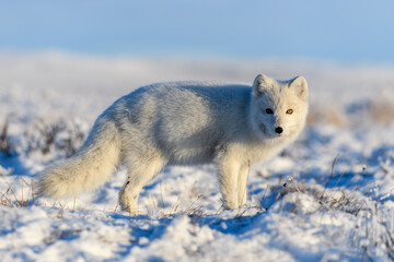 Arctic fox (Vulpes Lagopus) close up. Snow Fox.