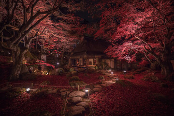 滋賀県 教林坊 紅葉 ライトアップ
