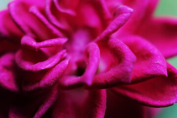 Red rose petals with rain drops closeup. Red Rose.
