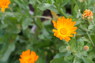 Summer background with marigold flowers in sunlight.