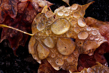close up of a leaf