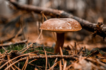 view on mushroom with wet cap grows among fallen branches in pine forest
