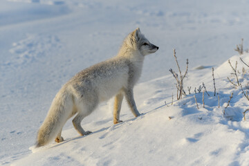 Arctic fox (Vulpes Lagopus) close up. Snow Fox.