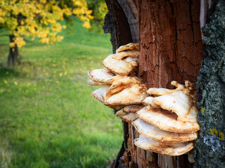 Fungus on a tree bark