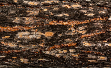 The relief texture of the brown bark of the tree in outgrowths and cracks close-up as a background. The bark of the tree is brown. Creative vintage background. Detail Shot Of Tree Trunk