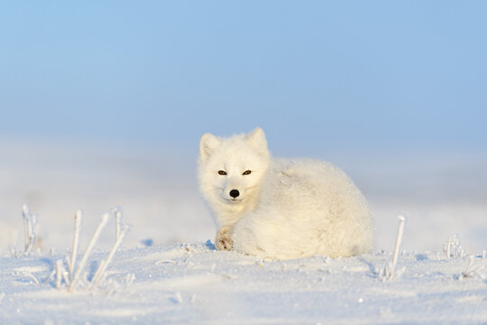 White arctic fox (Vulpes Lagopus) curled up on snow in Arctic tundra. Snow Fox. © Alexey Seafarer