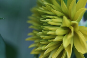 A close up of a flower