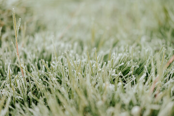 wet grass in the morning light