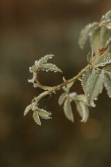 wet plants in the morning light