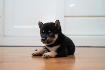 Black and tan shiba inu puppies Sitting on the wooden floor